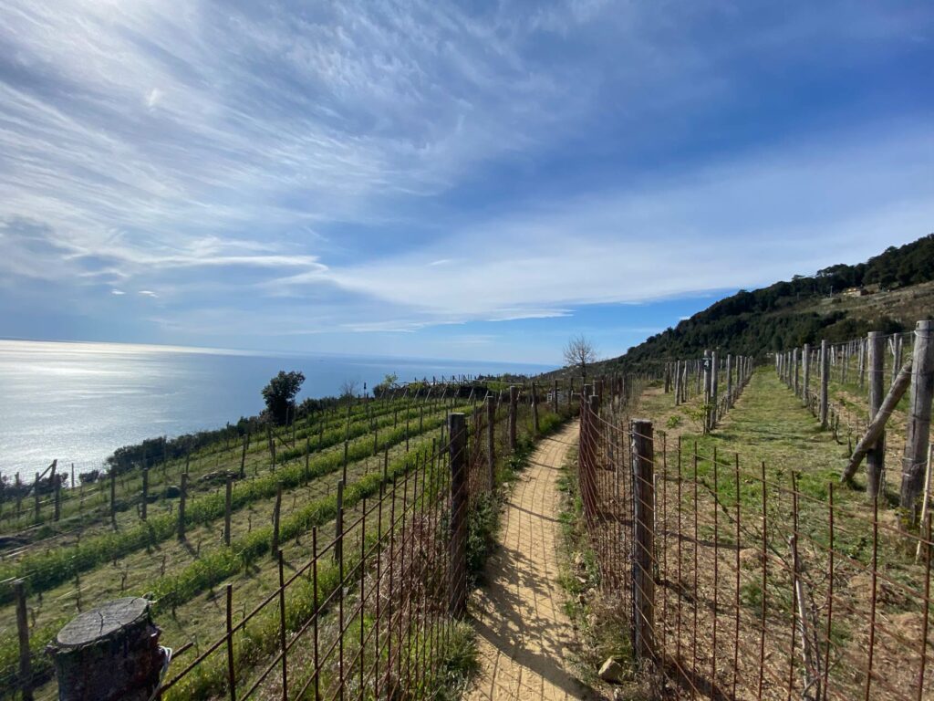 Concludere l’iter per il riconoscimento dei vigneti storici ed eroici. I Consigli comunali di Riomaggiore e Vernazza incalzano Regione Liguria