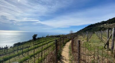 Concludere l’iter per il riconoscimento dei vigneti storici ed eroici. I Consigli comunali di Riomaggiore e Vernazza incalzano Regione Liguria